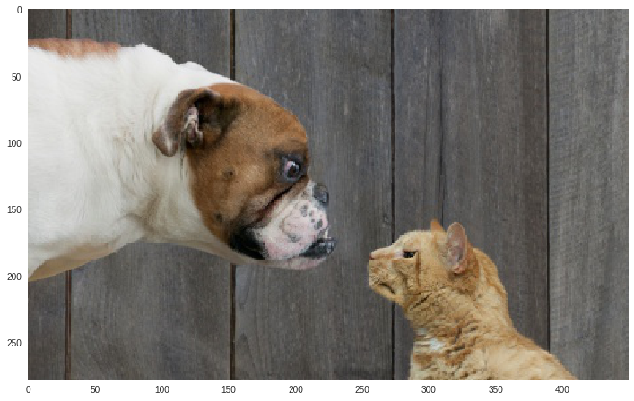 Картинка кота и собаки