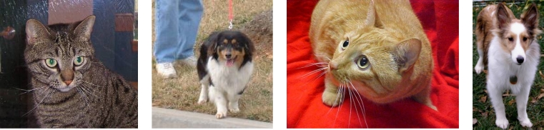 Примеры фотографий кошек и собак с соревнования Kaggle