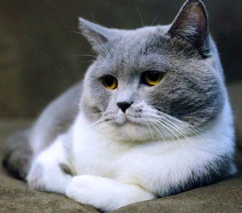 Тестовая фотография кота