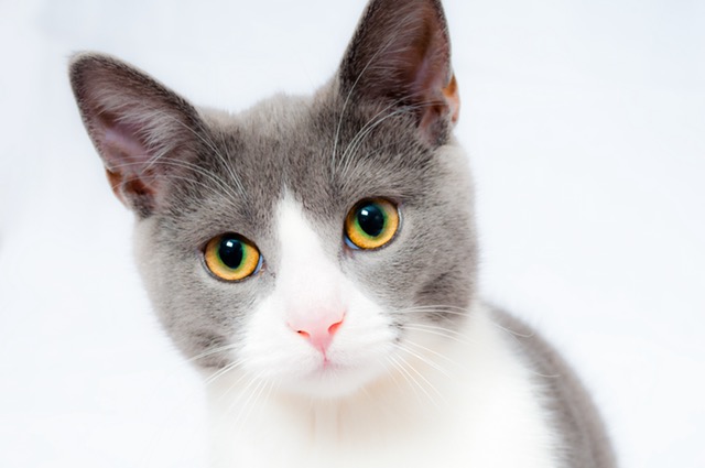 Фотография кота